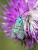 Adscita sp.